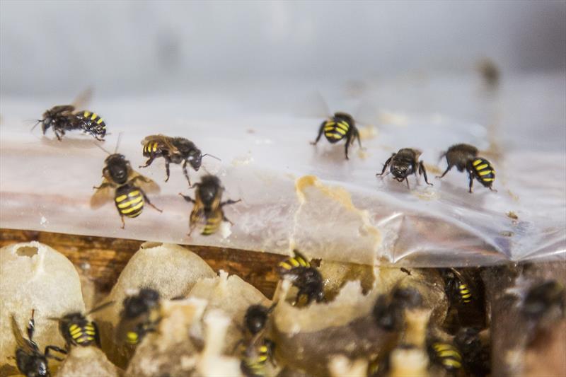 Enxame de abelhas sem ferrão da espécie mandaçaia. Curitiba, 19/01/2022. Foto: Pedro Ribas/SMCS