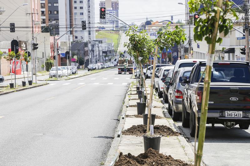 Plantio de mudas de ipê na Av. Paraná, pelo projeto 100 Mil Árvores. Curitiba, 21/01/2022. Foto: Pedro Ribas/SMCS