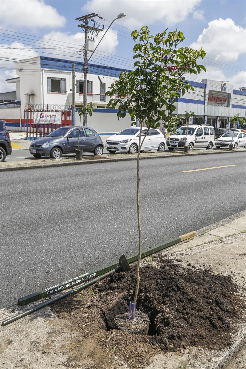 Plantio de mudas de ipê na Av. Paraná, pelo projeto 100 Mil Árvores. Curitiba, 21/01/2022. Foto: Pedro Ribas/SMCS