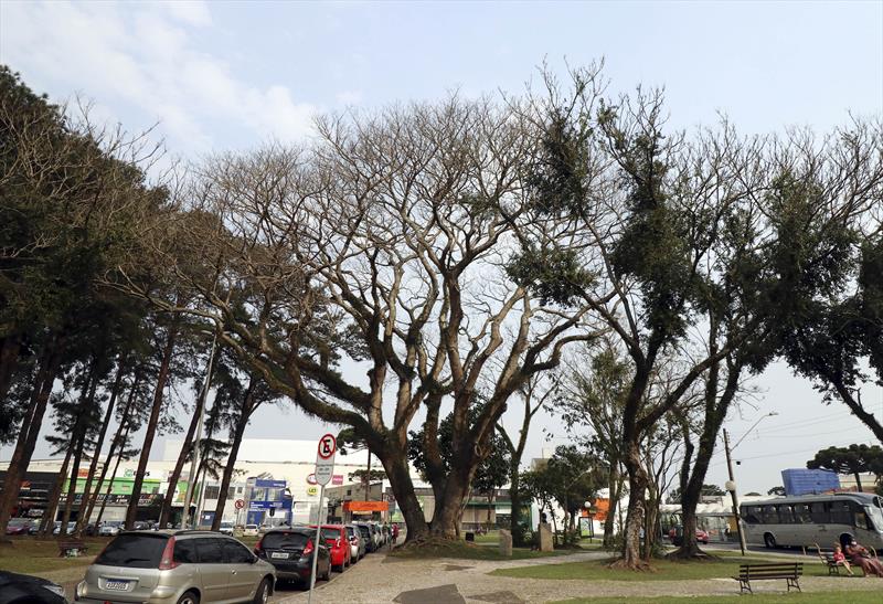 Quem vê as 330 mil árvores em vias públicas de Curitiba não faz ideia da complexidade do trabalho de manutenção delas.  Foto: Lucilia Guimaães/SMCS