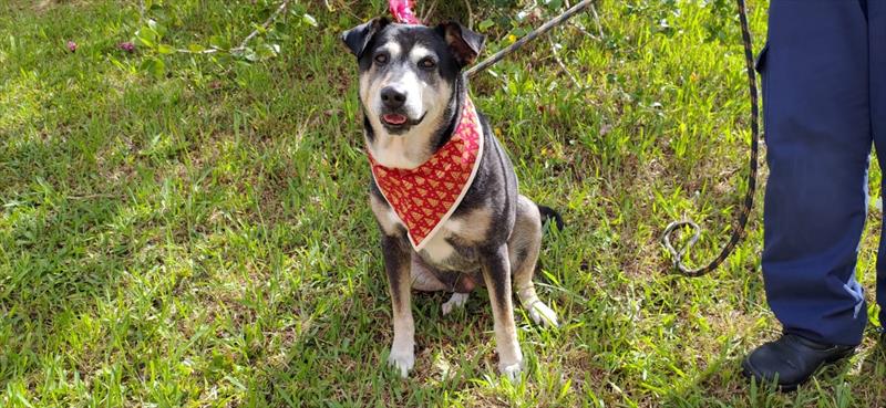 Os pets curitibanos à espera de novas famílias também vão comemorar os 329 anos da cidade.
Foto: Divulgação
