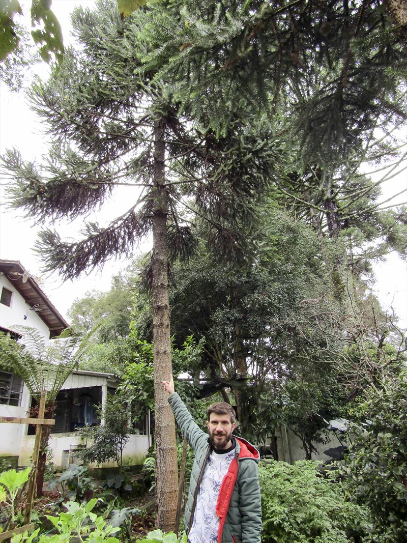 Arquiteto Giovanni Ferrari, que é apaixonado por araucárias, tem várias plantadas em casa, com diversas formas de cultivo. 
Curitiba, 31/05/2022. 
Foto: Lucilia Guimarães/SMCS