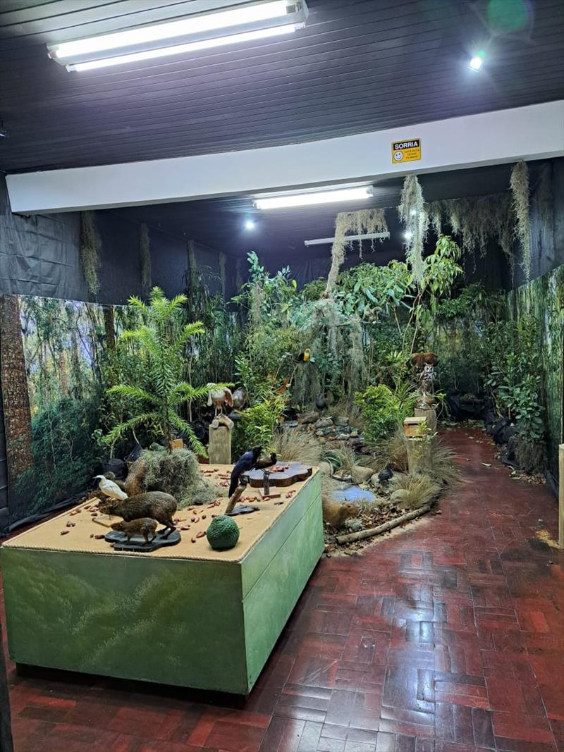 Museu de História Natural promove passeio sensorial e inclusivo por Floresta com Araucária.
Foto: Divulgação