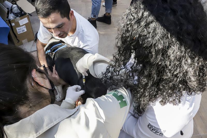 Ação clínica para cães da Rede de Proteção Animal da Prefeitura de Curitiba em conjunto com o Centro de Medicina Veterinária do Coletivo, da Universidade Federal do Paraná. Curitiba, 04/07/2022. Foto: Hully Paiva/SMCS