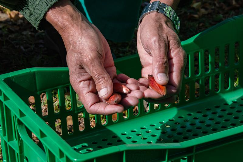 Início da semeação das mudas do Pinhão Curitibano no Horto da Barreirinha.
Curitiba, 06/07/2022.
Foto: Levy Ferreira/SMCS