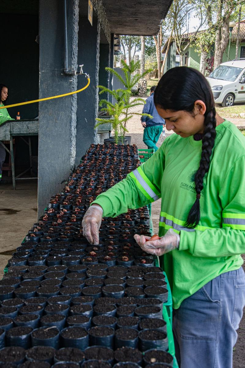 Início da semeação das mudas do Pinhão Curitibano no Horto da Barreirinha.
Curitiba, 06/07/2022.
Foto: Levy Ferreira/SMCS
