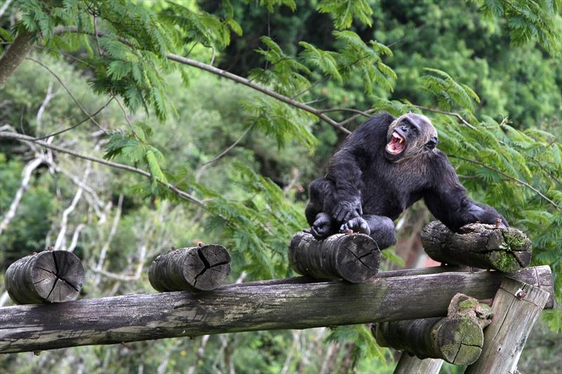 Chimpanzés batucam em árvores para se comunicar na selva - Ciência - Estado  de Minas