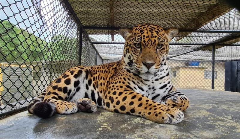Harpias e felinos vão ganhar novos recintos no Zoo de Curitiba.
Foto: Divulgação