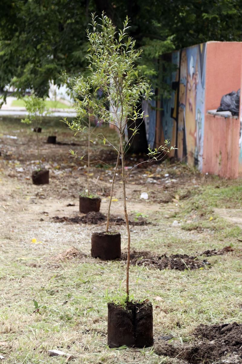 Dia da árvore tem mudas gratuitas e plantios pela cidade. 
Foto: Lucilia Guimarães/SMCS