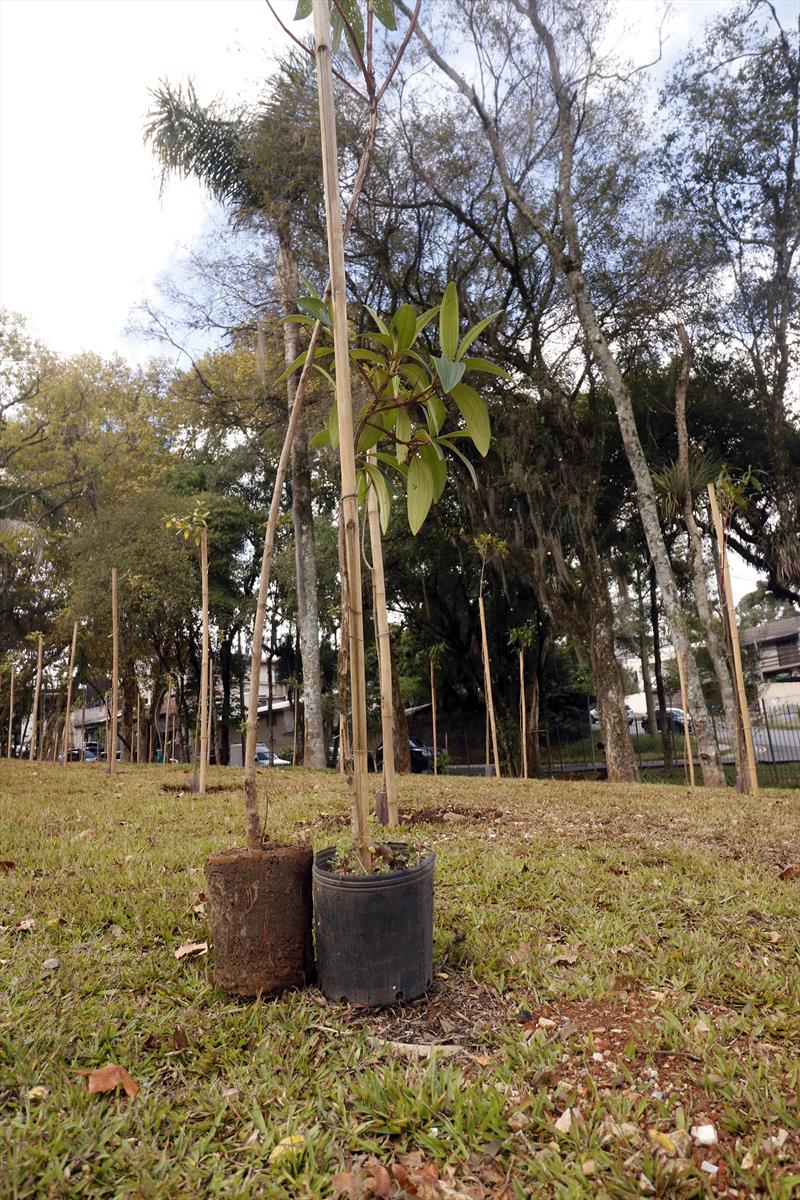 Dia da árvore tem mudas gratuitas e plantios pela cidade. 
Foto: Lucilia Guimarães/SMCS