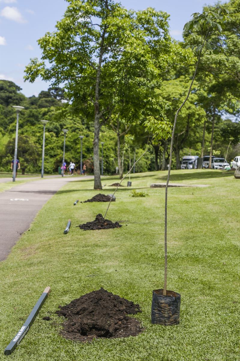 Dia da árvore tem mudas gratuitas e plantios pela cidade. Foto: Pedro Ribas/SMCS