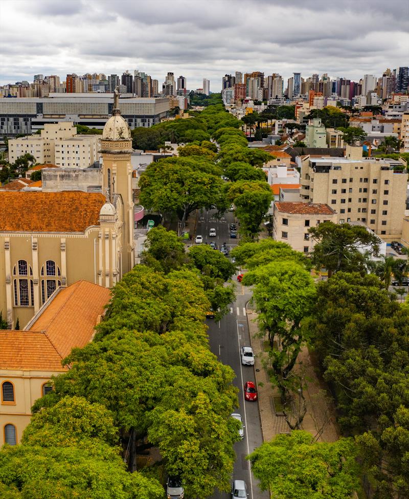 Curitiba possui 330 mil árvores em vias públicas. Foto: Daniel Castellano/SMCS