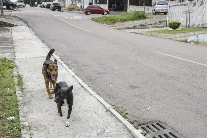 Equipe da Rede de Proteção Animal, faz orientações aos moradores do Neoville. Curitiba, 06/10/2022. Foto: Hully Paiva/SMCS