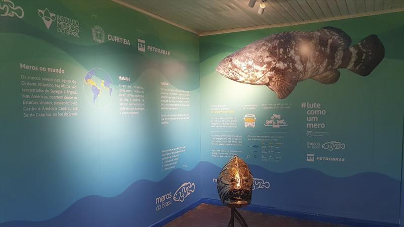 Exposição com realidade virtual vai chamar a atenção para preservação do peixe mero.
Foto: Divulgação/Projeto Meros do Brasil