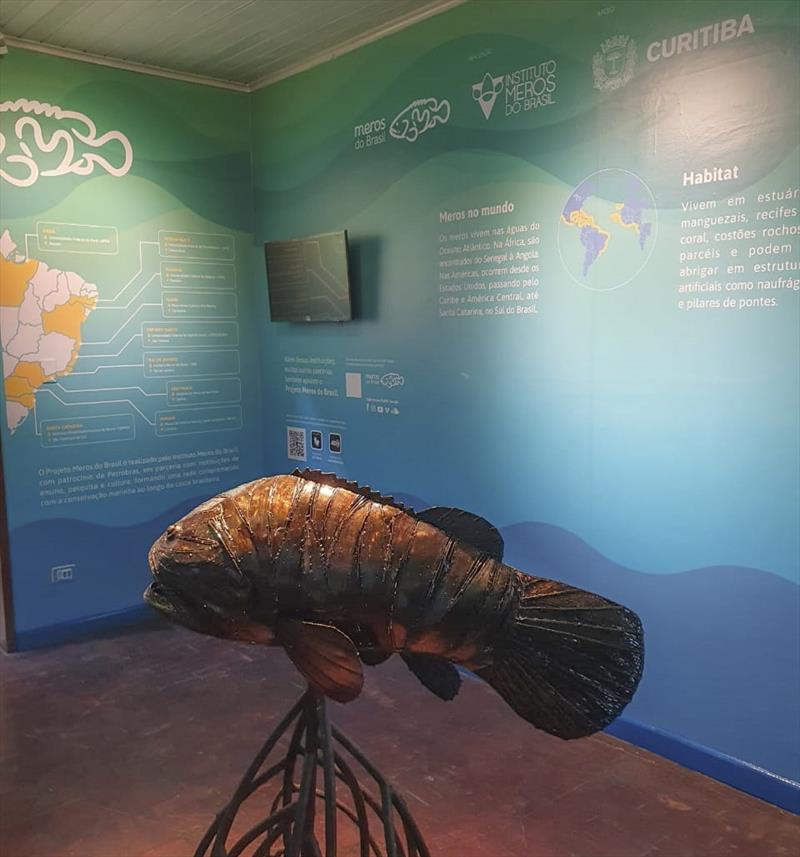 Exposição com realidade virtual vai chamar a atenção para preservação do peixe mero.
Foto: Divulgação/Projeto Meros do Brasil