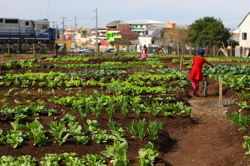 Agricultura urbana. Hortas urbanas são uma tendência cada vez maior para solucionar os problemas de alimentação mundial. - Foto: Daniel Castellano / SMCS