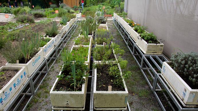 Na Fazenda Urbana, caixas de isopor viram hortas para apartamentos e outros pequenos espaços. Curitiba, 05/01/2022.
Foto: Levy Ferreira/SMCS