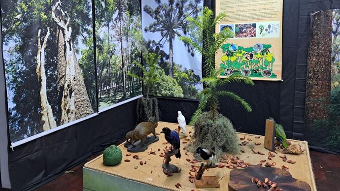 Museu de História Natural promove passeio sensorial e inclusivo por Floresta com Araucária.
Foto: Divulgação
