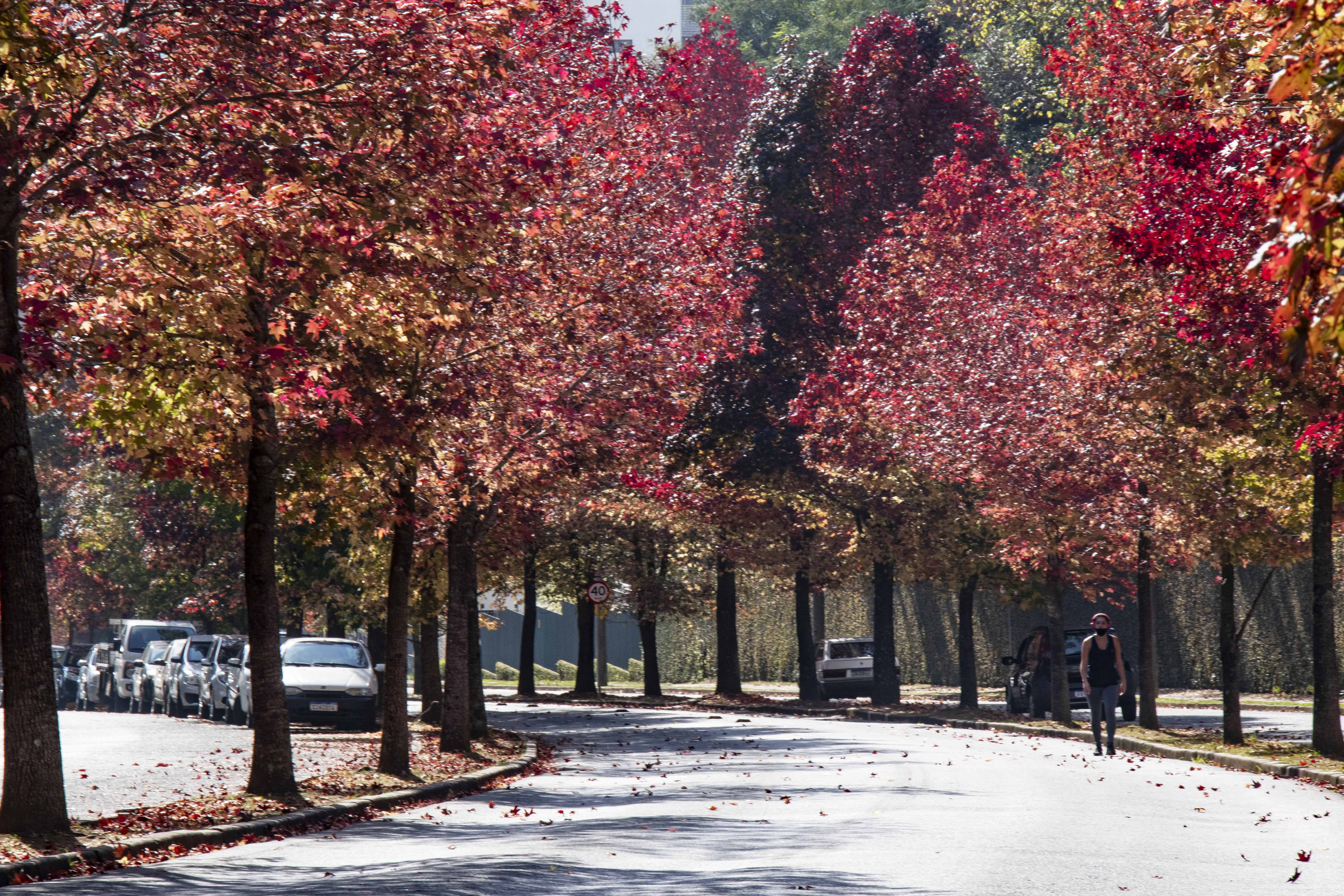 Com Incentivos Arboriza o Curitiba Est Em Rankings Das 10 Cidades 