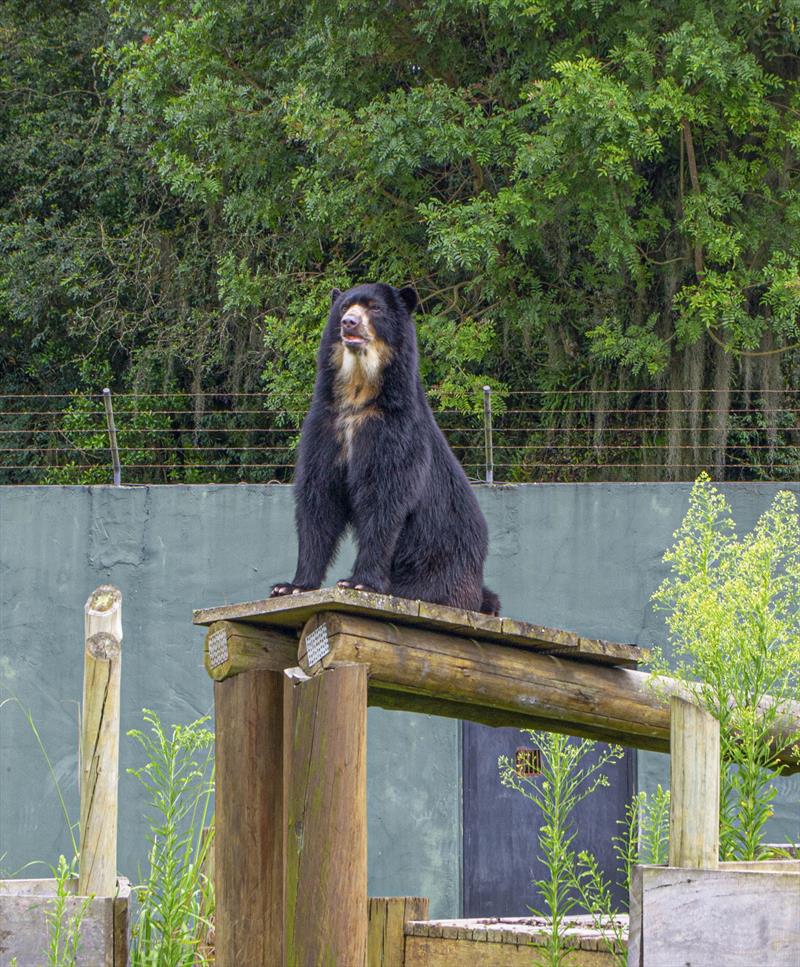 Zoológico de Curitiba tem novos moradores.
Um deles é o urso-de-óculos Thorin.
Curitiba, 17/01/2023.
Foto: Cidnei Barbosa