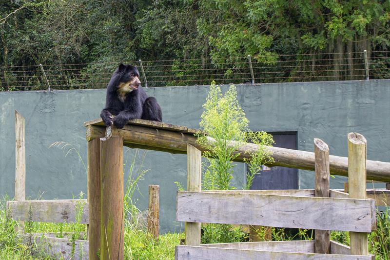 Zoológico de Curitiba tem novos moradores.
Um deles é o urso-de-óculos Thorin.
Curitiba, 17/01/2023.
Foto: Cidnei Barbosa