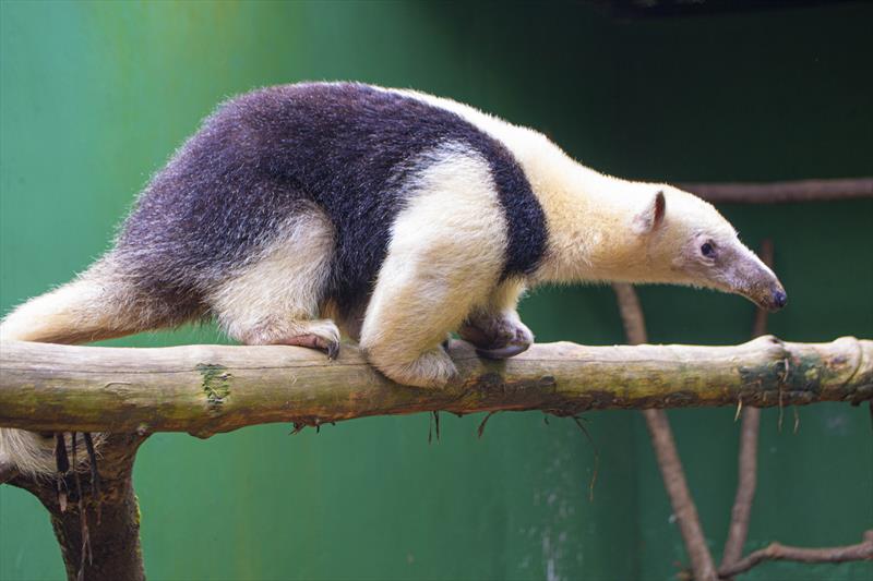 Zoológico de Curitiba tem novos moradores.
O tamanduá-mirim Kadu foi vítima de atropelamento em uma rodovia.
Curitiba, 17/01/2023.
Foto: Cidnei Barbosa