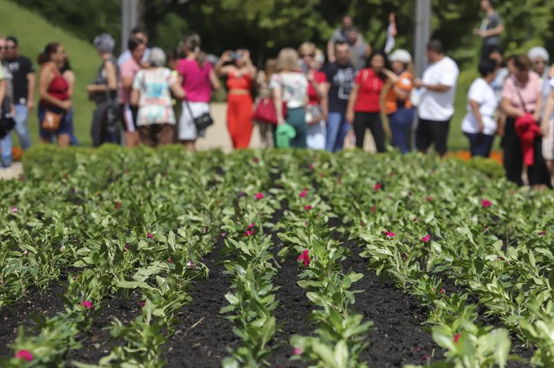 Troca de flores no Jardim Botânico.
Curitiba, 19/01/2023.
Foto: José Fernando Ogura/SMCS.