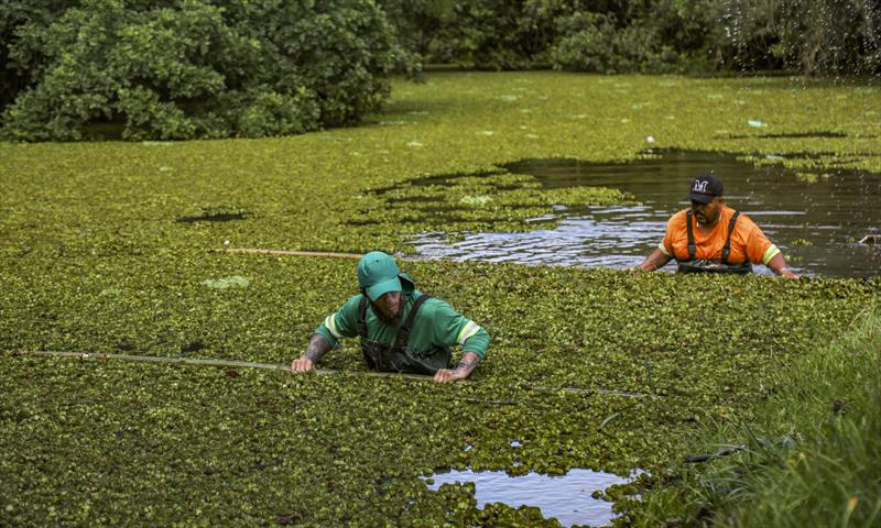 Funcionário do Meio Ambiente realizam limpeza de algas no lago do Parque Cambuí no bairro Fazendinha  - Curitiba, 02/02/2023 - Foto: Daniel Castellano / SMCS