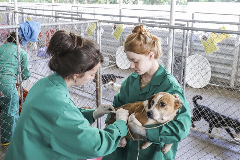 A Rede de Proteção Animal, da Secretaria Municipal do Meio Ambiente de Curitiba, promoveu uma grande ação clínica no imóvel da Rua Mateus Leme, onde uma operação conjunta com a Polícia Civil fez o resgate de quase 300 animais, em janeiro. Curitiba, 09/02/2023. Foto: Hully Paiva/SMCS