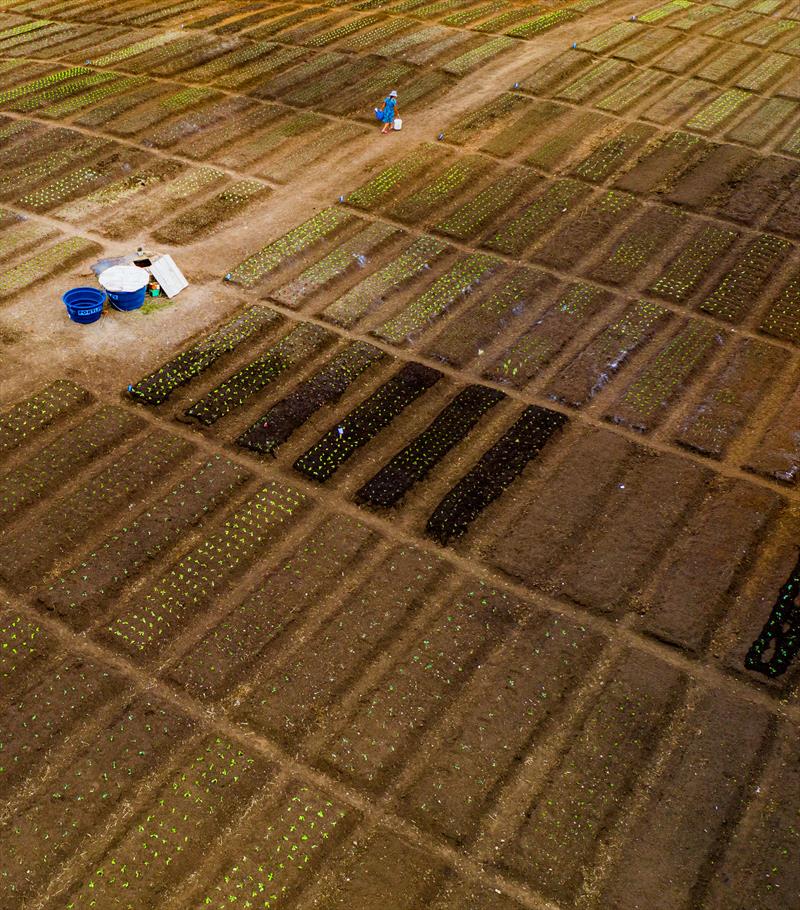 Saiba como participar de uma das 146 hortas de Curitiba. Foto: Daniel Castellano / SMCS