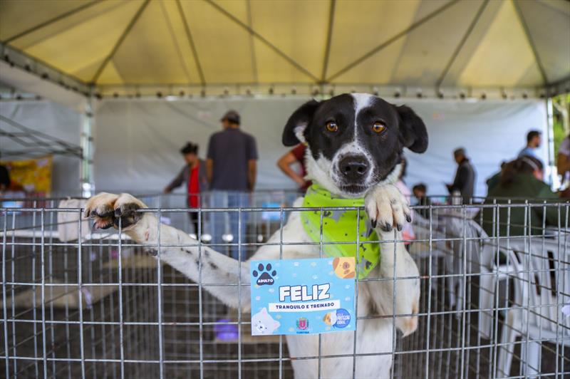 Amigo Bicho especial de aniversário para adoção de animais resgatados. - Foto: Daniel Castellano / SMCS