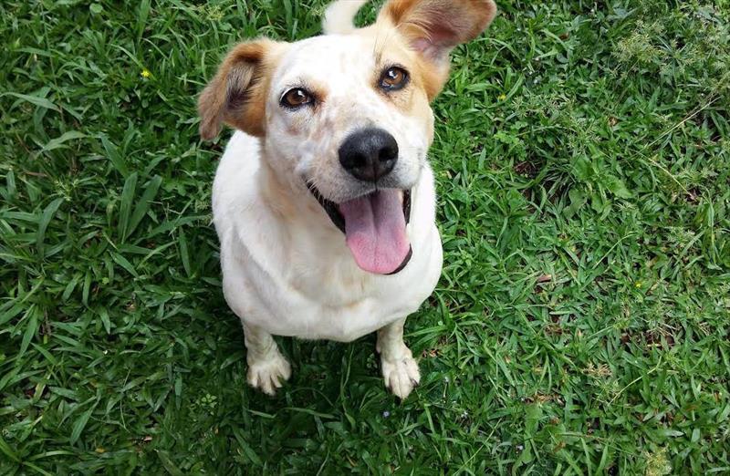 Curso para protetores de animais de Curitiba tem novas turmas. Veja como se inscrever gratuitamentei.
Foto: Divulgação