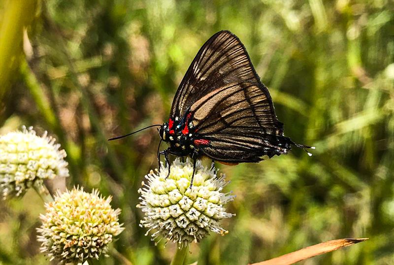 Comunidade no Jardim Botânico promove lançamento de guia sobre borboletas.
Foto: Levy Ferreira/SMCS
