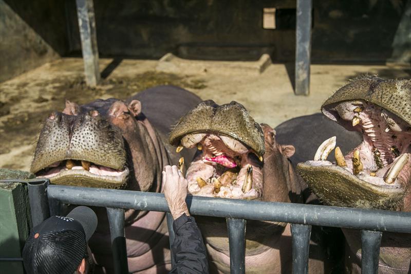 Os animais do Zoológico recebem uma alimentação especial durante o inverno. Curitiba, 22/05/2023. Foto: Pedro Ribas/SMCS