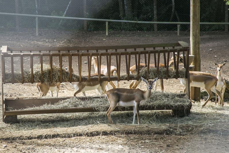 Os animais do Zoológico recebem uma alimentação especial durante o inverno. Curitiba, 22/05/2023. Foto: Pedro Ribas/SMCS