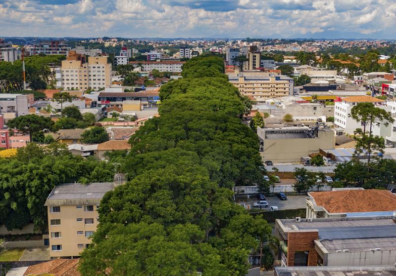 Curitiba celebra o Dia Mundial do Meio Ambiente como uma das cidades mais verdes do mundo. 
Foto: Daniel Castellano / SMCS