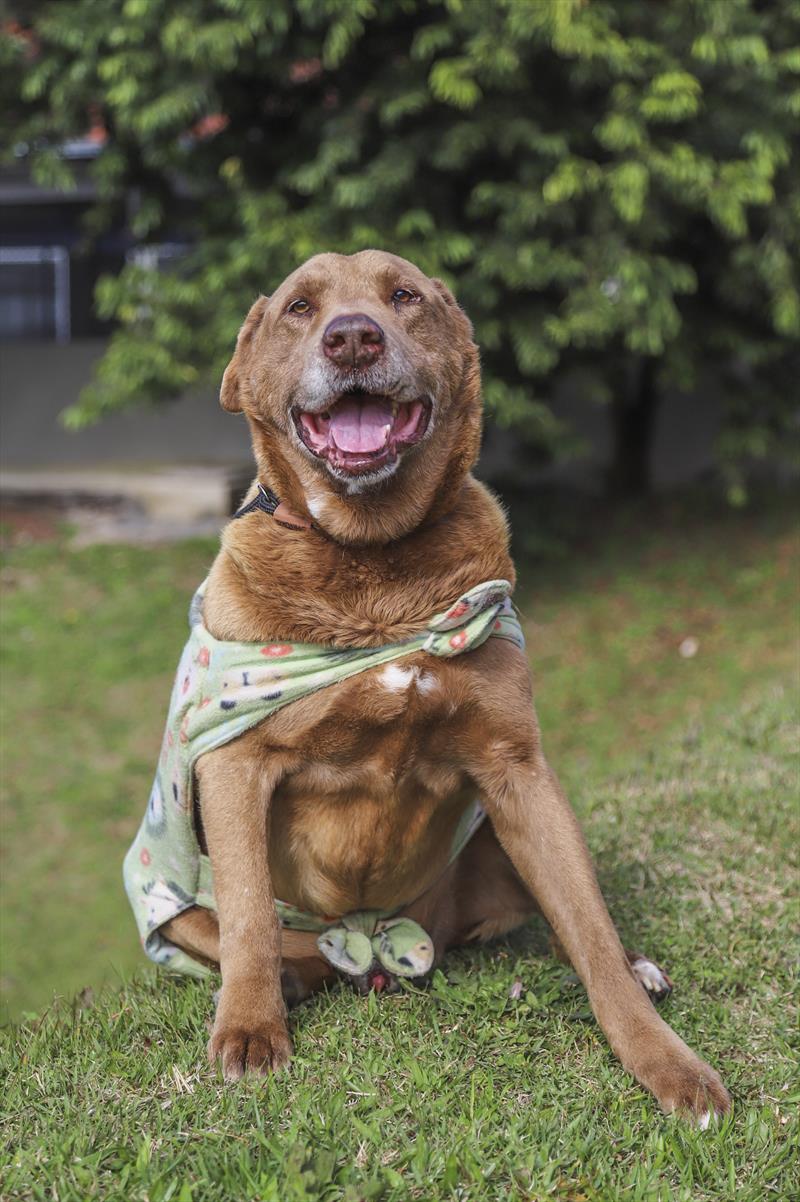 Inscrições de cães para adoção no evento Amigo Bicho de Curitiba começam na segunda-feira - Foto: Daniel Castellano / SMCS
