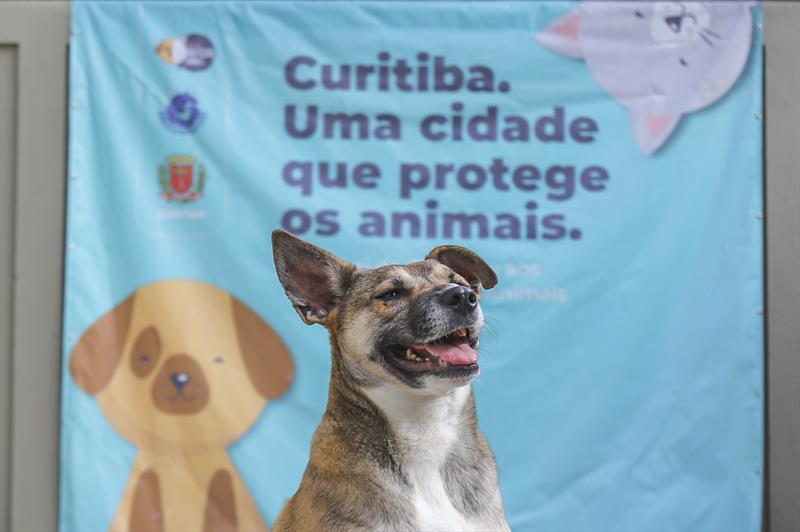 Inscrições de cães para adoção no evento Amigo Bicho de Curitiba começam na segunda-feira. - Foto: Daniel Castellano / SMCS