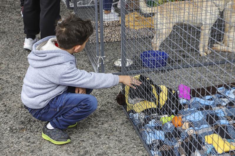 Inscrições de cães para adoção no evento Amigo Bicho de Curitiba começam na segunda-feira. Foto: Hully Paiva/SMCS