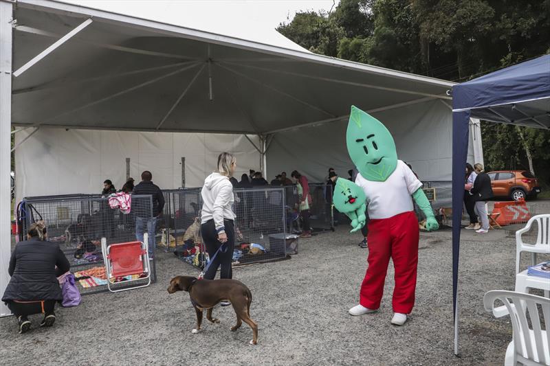 Inscrições de cães para adoção no evento Amigo Bicho de Curitiba começam na segunda-feira. Foto: Hully Paiva/SMCS