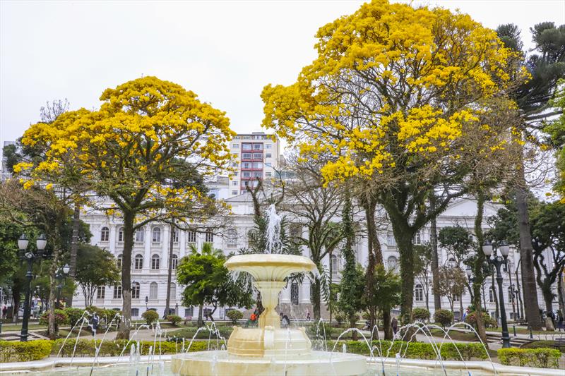 Florada do ipês amarelos. Curitiba, 28/08/2023. Foto: Hully Paiva/SMCS