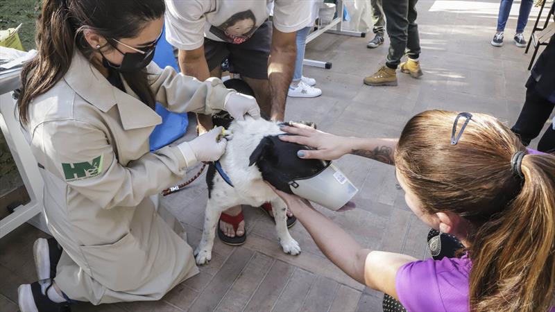 Moradores de Santa Felicidade poderão levar cães e gatos para vacinação gratuita em ação da Prefeitura de Curitiba. Foto: Hully Paiva/SMCS