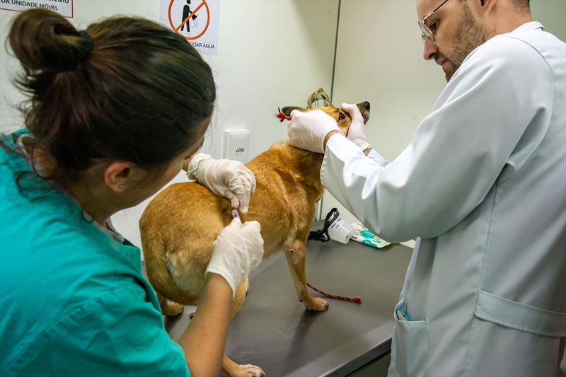 Moradores de Santa Felicidade poderão levar cães e gatos para vacinação gratuita em ação da Prefeitura de Curitiba.
Foto: Levy Ferreira/SMCS