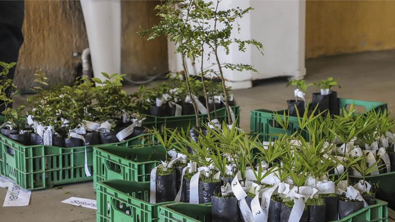 Dia da Árvore será celebrado com a distribuição gratuita de 5 mil mudas para a população de Curitiba. Foto: Hully Paiva/SMCS