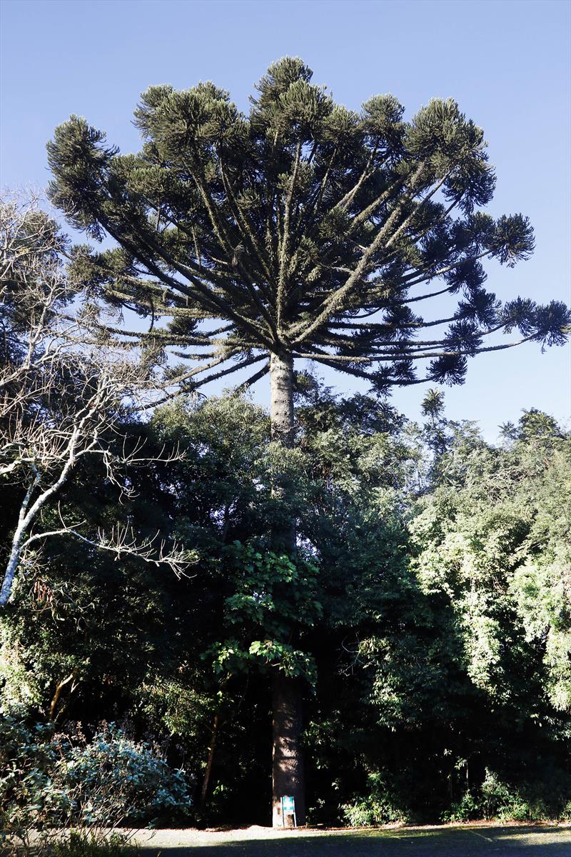 Com mais de 60 metros de área verde por habitante, Curitiba celebra o Dia da Árvore preservando o meio ambiente. Foto: Lucilia Guimaraães/SMCS