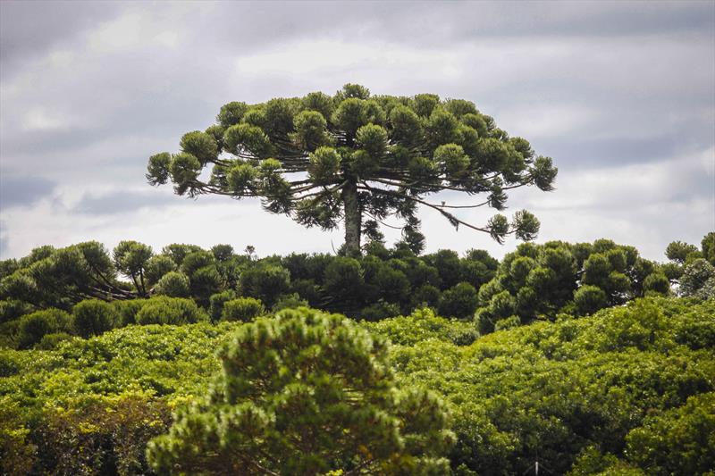 Com mais de 60 metros de área verde por habitante, Curitiba celebra o Dia da Árvore preservando o meio ambiente. Foto: Pedro Ribas/SMCS