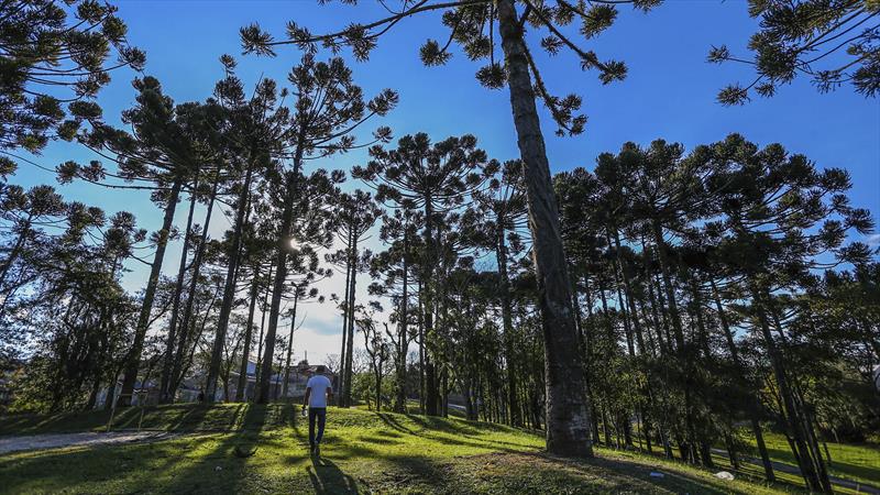 Com mais de 60 metros de área verde por habitante, Curitiba celebra o Dia da Árvore preservando o meio ambiente.  
Foto: Daniel Castellano/SMCS