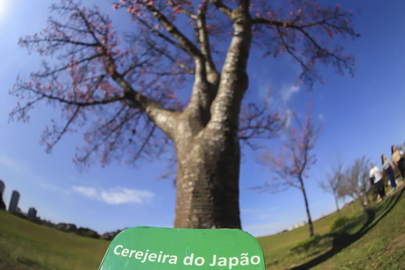 Com mais de 60 metros de área verde por habitante, Curitiba celebra o Dia da Árvore preservando o meio ambiente.
Foto: José Fernando Ogura/SMCS.