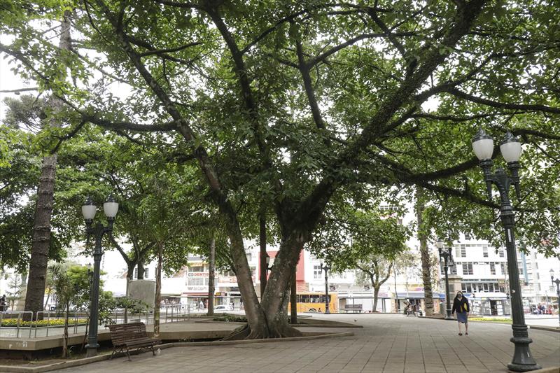 Com mais de 60 metros de área verde por habitante, Curitiba celebra o Dia da Árvore preservando o meio ambiente. Foto: Ricardo Marajó / SMCS