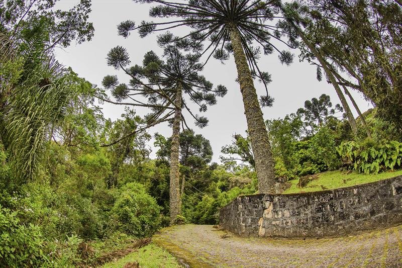 O programa ideal para caminhadas, trilhas ecológicas e passeios de bicicleta pode ser realizado dentro do Parque Estadual Pico do Marumbi, em Piraquara.
Foto: Divulgação